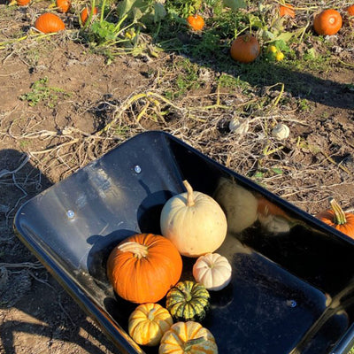 Pumpkin Patches to Visit